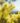 veronique-gabai-perfume-mimosa-in-the-air-flower-810012810012_62413860-b1e0-46bb-923c-1d553e1474d3_1200x